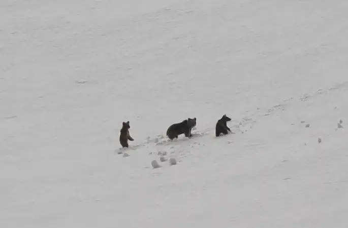 Munzur Dağları’nda anne ayı ve yavruları kamerada
