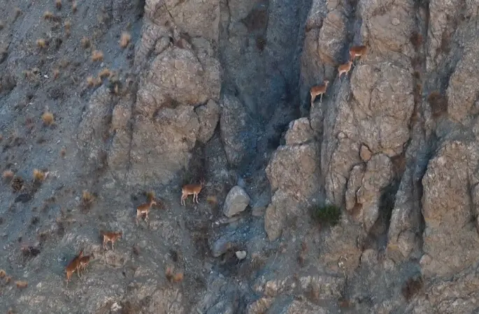 Munzur’un sarp kayalıklarında yaban keçileri
