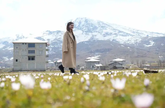 Muş Ovası’nda baharın habercisi çiğdemler açtı

