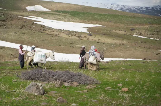 Muş’ta çiriş otu köylülerin geçim kaynağı oldu
