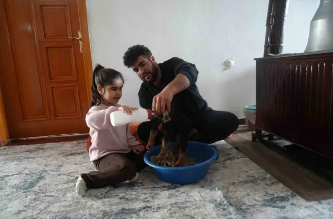 Muş’ta yeni doğan oğlaklara özenli bakım
