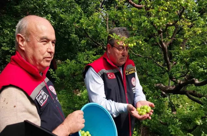 Mut’ta örtü altı erik hasadı başladı
