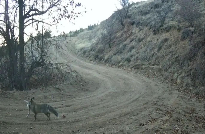 Nevşehir’de yaban hayatı fotokapan ile görüntülendi
