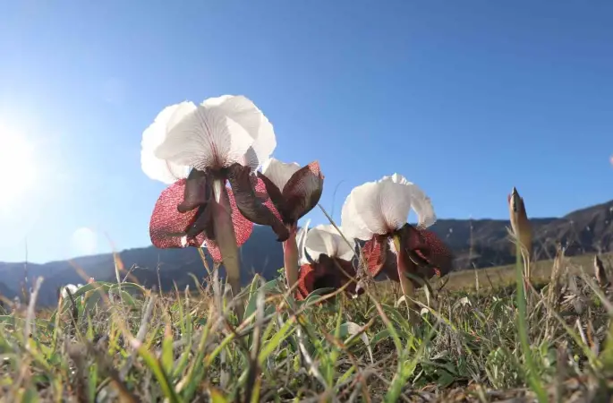 Oltu’da kurt kulakları meraları süslüyor
