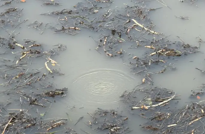 Önce Sapanca ardından Efteni Gölü'nde korkutan olay