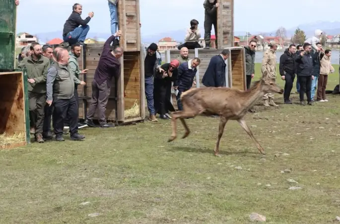 Ordu’da doğaya 16 kızıl geyik salındı
