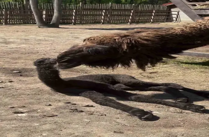 Ormanya’da doğan yavru deve için renkli kutlama
