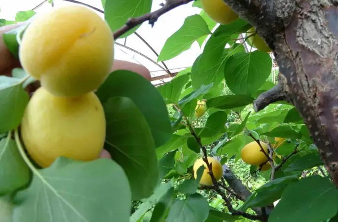 Örtü altında turfanda kayısı hasadı başladı
