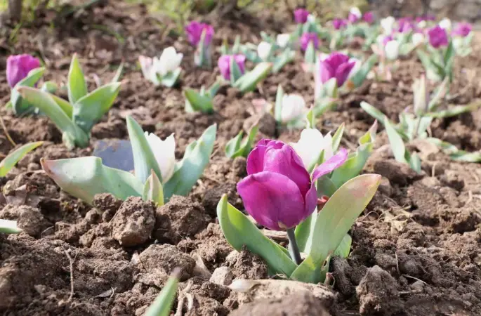 Osmangazi’nin her bir noktası çiçek açtı
