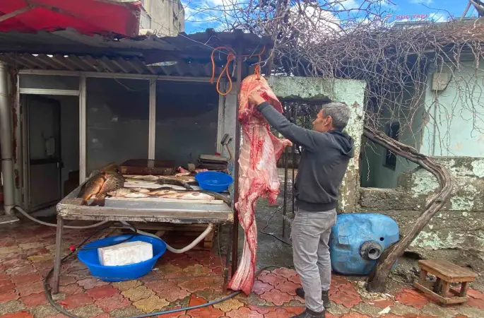 Osmaniye’de 2 metrelik dev yayın balığı vatandaşın ilgi odağı oldu
