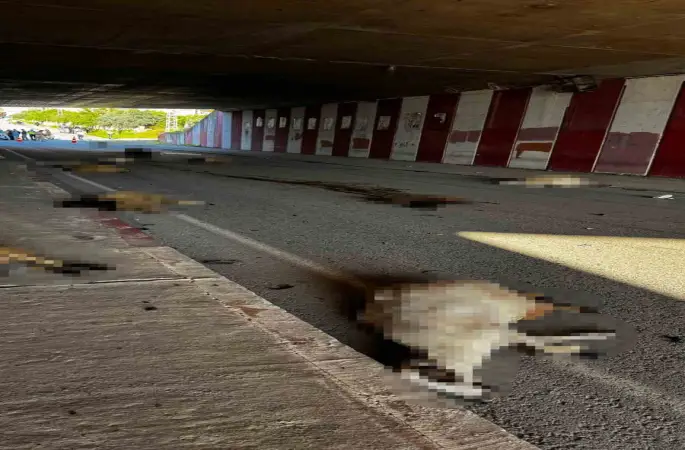 Otomobil sürüye daldı, 17 koyun telef oldu
