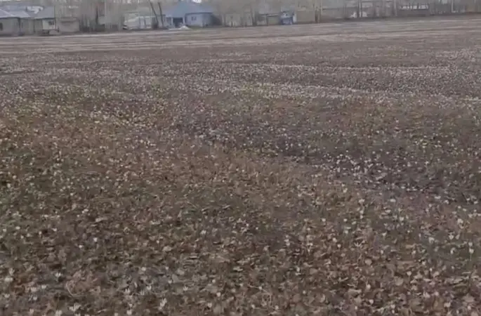 Özalp’te baharın müjdecisi çiğdemler açtı
