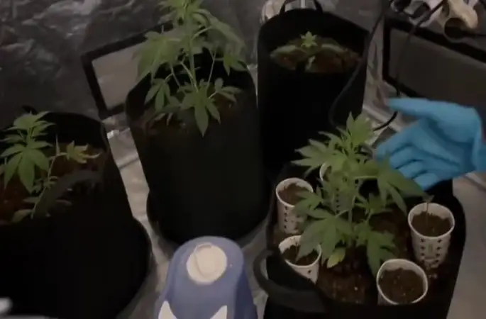 Özel düzenekle uyuşturucu yetiştirilen eve polis baskını
