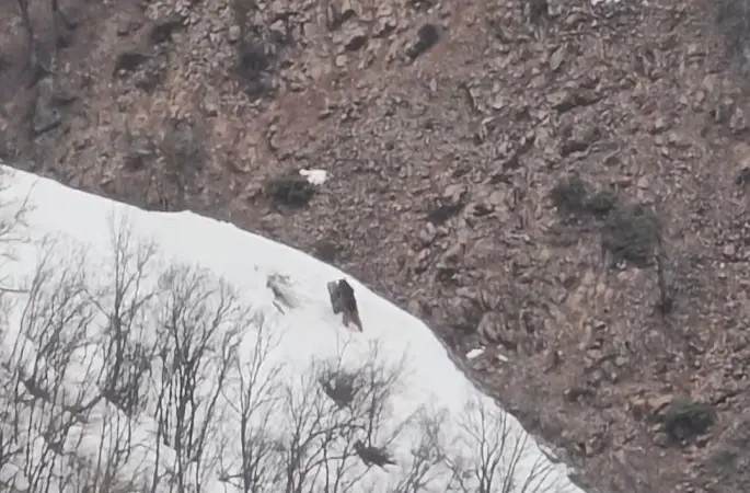 Pülümür Vadisi’nde oyun oynayan ayılar görüntülendi
