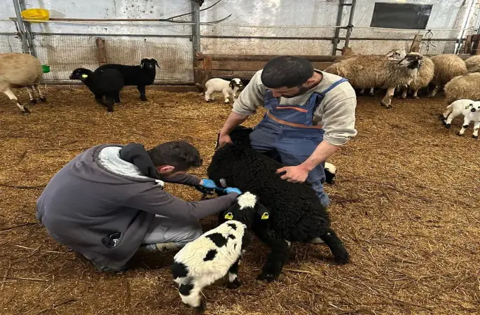 Refahiye’de hayvan sağlığı için sahadalar
