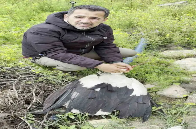 Saçmaların hedefi olan leyleğe kuş gözlemcisinden ilk yardım
