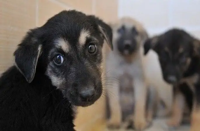 Sağlık Bakanlığı’dan 81 ile talimat: "Hastanelerde sahipsiz hayvan olmayacak"