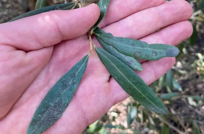Salihli’de ‘Halkalı leke’ uyarısı
