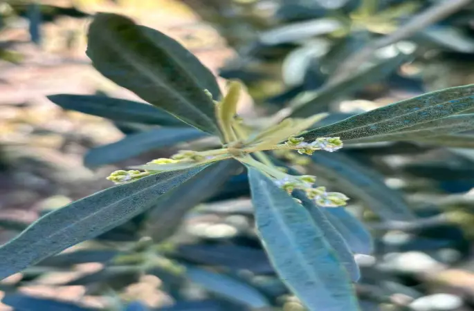 Salihli’de zeytin üreticilerine "Zeytin Pamuklu Biti" uyarısı
