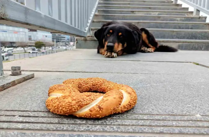 Samsun’da 1 yılda 60 bin hayvana çip takıldı
