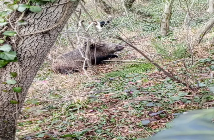 Samsun’da avcıların sezon finali: 3 domuz avlandı
