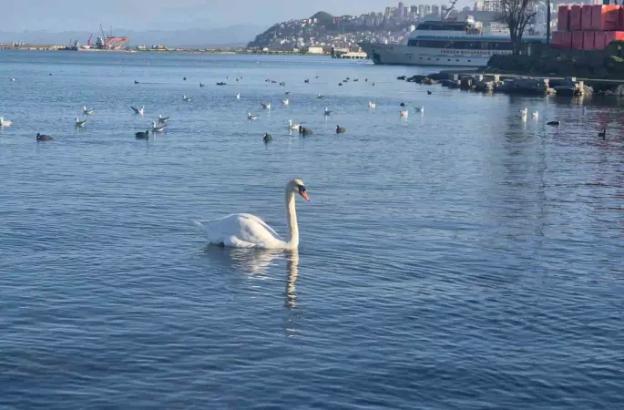 Samsun’da yabani kuşlardan görsel şölen
