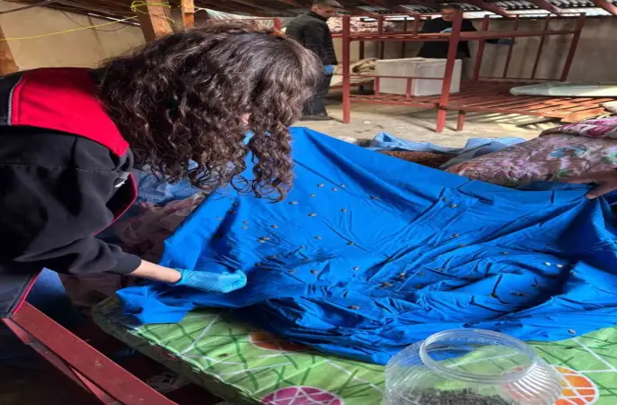 Samuray arısı üretiminde kullanılmak üzere kahverengi kokarca topluyorlar
