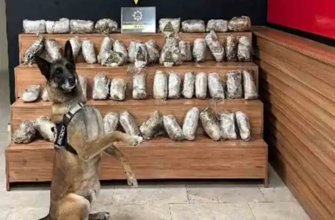 Şanlıurfa’da 17 kilo 550 gram skunk ele geçirildi
