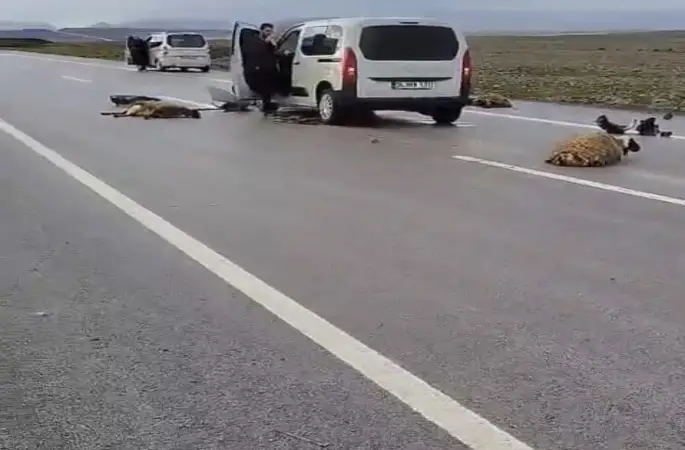 Şanlıurfa’da araç koyun sürüsüne çarptı: 10 koyun telef oldu
