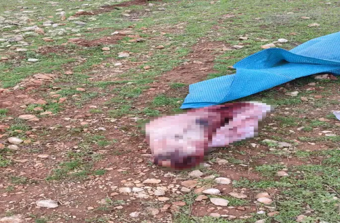Şanlıurfa’da mide bulandıran görüntüler: Kesilmiş at kafası ve parçaları bulundu
