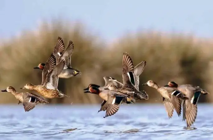 Savcının objektifinden yaban hayatı
