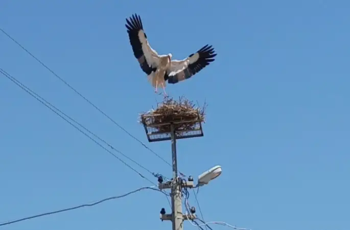 Sazlı’da leylekler yeni yuvasına kavuştu
