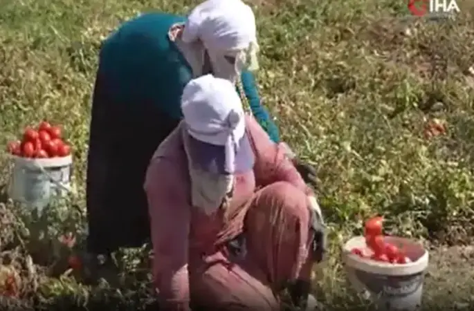 Hasat dönemi başladı: Çiftçiler, bin liranın üzerinde yevmiyeyle çalıştıracak işçi bulamakta zorlanıyor