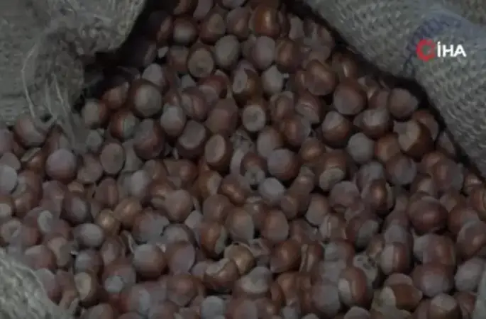 TMO Ordu’da fındık alımına başladı: İlk fındık 132,60 liradan satıldı