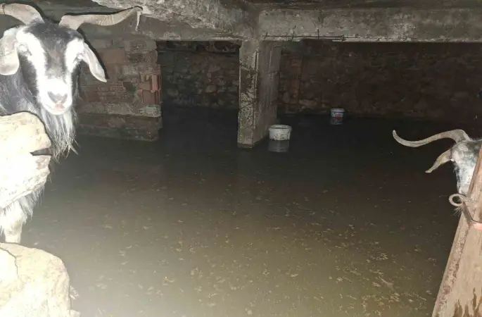 Sel ahırı bastı, 12 keçi ekipler tarafından kurtarıldı
