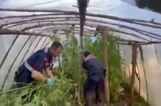 Serayı uyuşturucu tarlasına çevirmiş
