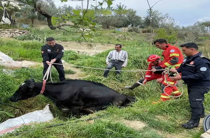 Seydikemer’de mahsur kalan inek itfaiye ekipleri tarafından kurtarıldı
