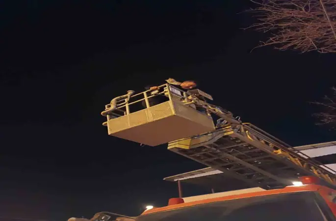 Siirt’te ağaçta mahsur kalan kedi itfaiye ekiplerince kurtarıldı
