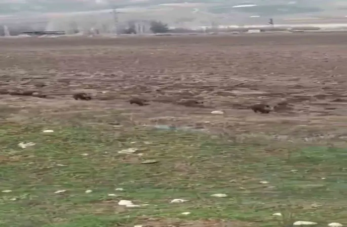 Siirt’te domuz sürüsü görüntülendi
