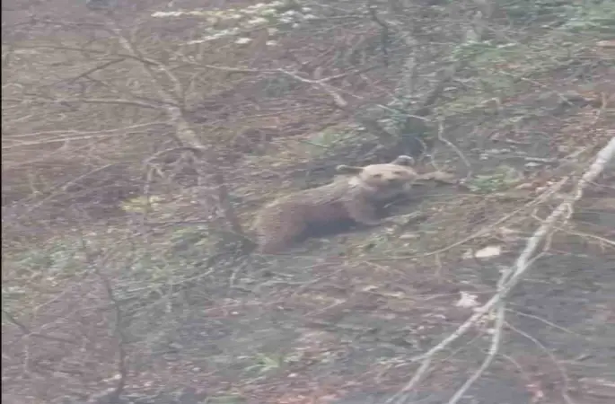 Sinop’ta yavru ayı yolda görüntülendi

