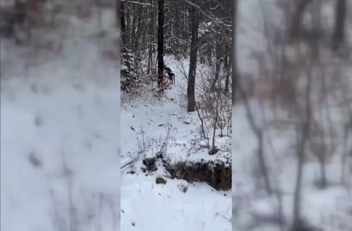 Sinop’ta yiyecek arayan karacalar kameralara yansıdı
