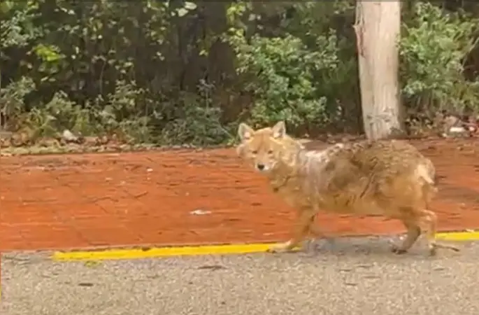 Sinop’un ’gurme’ çakalı: Leblebiyi beğenmedi, fındığa koştu
