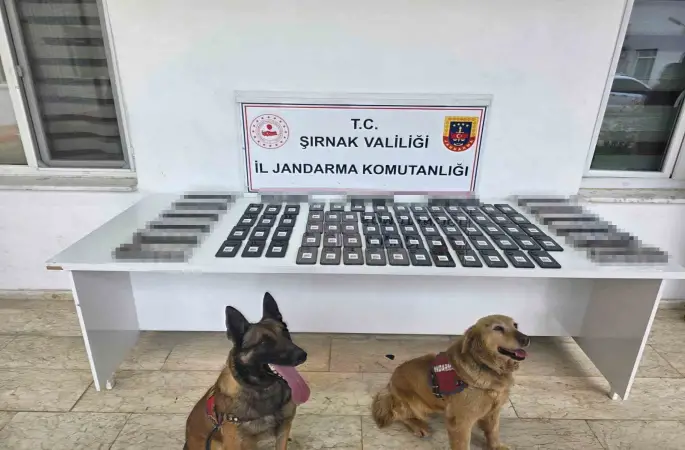 Şırnak’ta jandarmadan asayiş, kaçakçılık ve narkotik operasyonu
