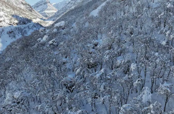 Şırnak’ta ormanlık alan beyaza büründü
