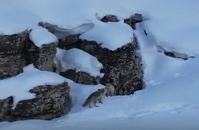 Şırnak’ta tilkiler kar üstünde yiyecek ararken görüntülendi
