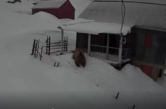 Sis Dağı’nın davetsiz misafiri: Koca ayı evleri mesken tuttu

