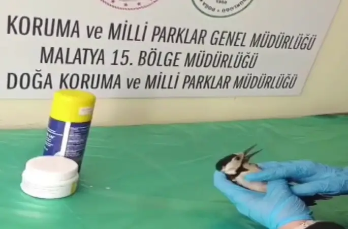 Sivas’ta bitkin halde bulunan ağaçkakan, tedavi edilip doğaya salındı
