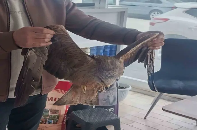 Sivas’ta yaralı bulunan Kızıl şahin koruma altına alındı
