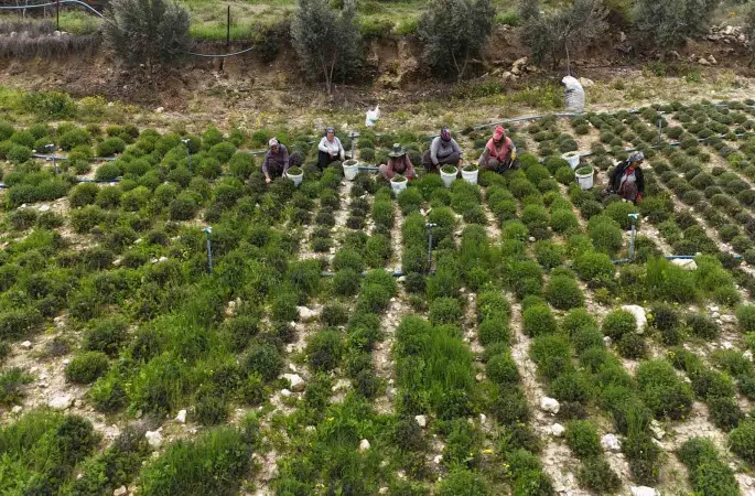 Sofraların vazgeçilmezi zahterde bereketli hasat

