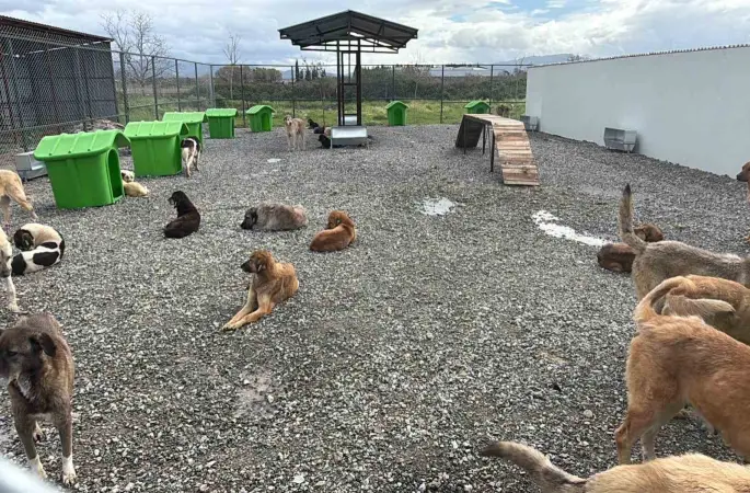 Sokak hayvanları doğal yaşam alanına kavuştu
